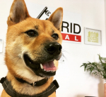 Nikko Nikko
